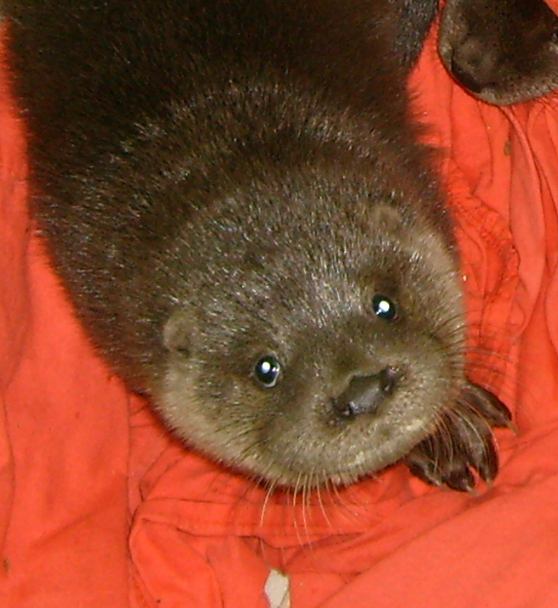 Otter Face Paint